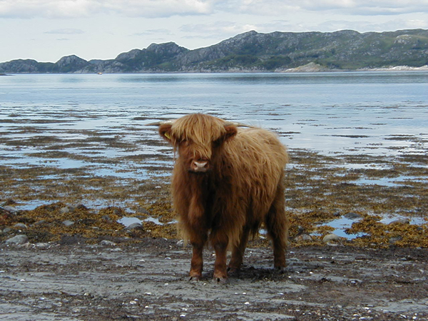 Loch Ailort at Roshven