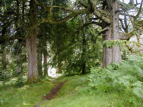 Strontian Woodland Walk