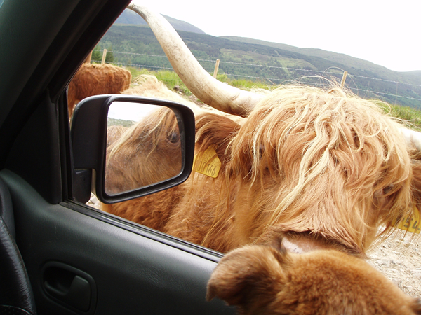 Can I see your Driving License please